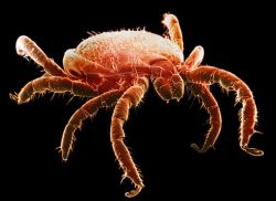 ОЧИЩАЕМ УЧАСТОК ОТ КЛЕЩЕЙ