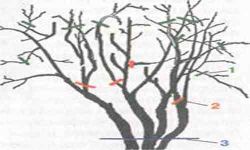 Обрезка калины2