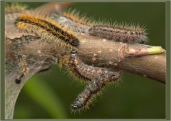 гусеница боярышницы