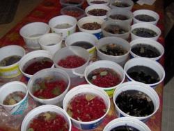 Подготовка посевного и рассадного материала