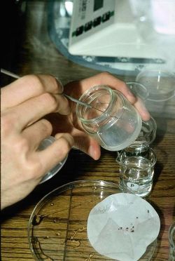 Подготовка семенного материала