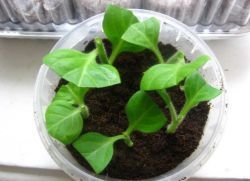 Размножение петунии черенками2