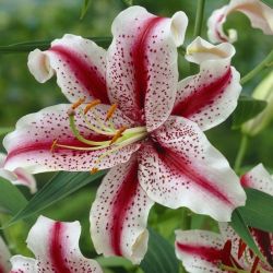 Как правильно выращивать садовые лилии