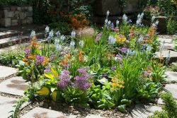 Июнь в цветнике