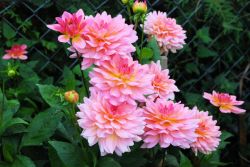 Работы в сентябре в цветнике