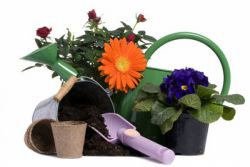 Что посеять в январе и феврале1