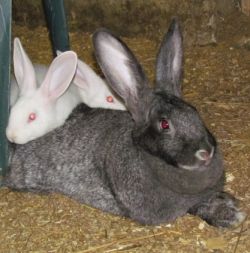 Серый великан