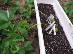 Клубника &mdash; уход после сбора урожая2