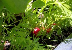 Эффективный способ посева моркови1