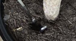 Гидрогель из подгузника в садоводстве3