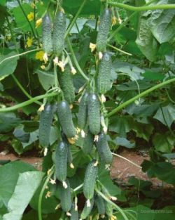 Пучковые огурцы2