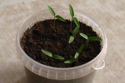 Посадка семян перца на рассаду6