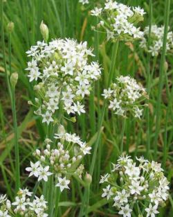 Многолетние луки душ л