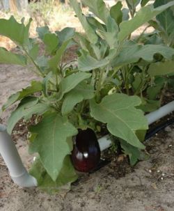 Как высадить баклажаны в открытый грунт1