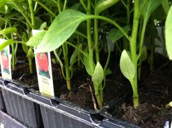 Уход за распикированной рассадой перца1