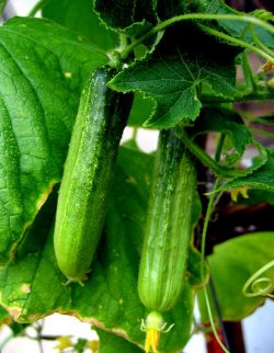 Сажаю огурцы по методу белорусской тётушки Белорусы