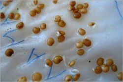 Посадка семян перца на рассаду1