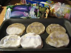 Как ускорить прорастание семян перца и баклажан1