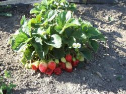 Клубника &mdash; уход после сбора урожая