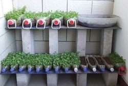 Простой и нетрудоемкий способ вырастить рассаду