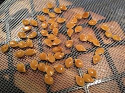 Как провести предпосевную подготовку семян2