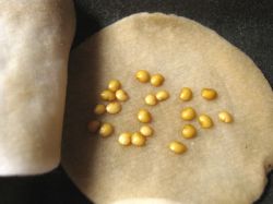 Как ускорить прорастание семян перца и баклажан