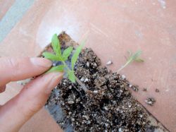 Почему загнивает рассада и как этого избежать1