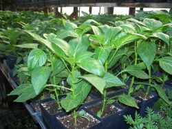 Как ускорить прорастание семян перца и баклажан5
