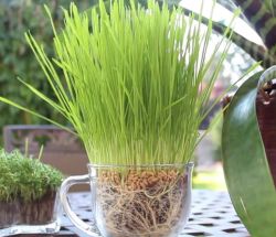 Гидрогель из подгузника в садоводстве4