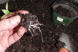 Почему загнивает рассада и как этого избежать