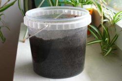 Посадка семян перца на рассаду3