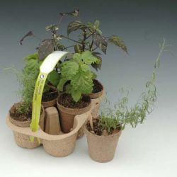 Бумажные соты, торфяные таблетки и еще 13 вариантов емкостей для рассады14