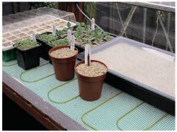 Рассада перца и баклажан3