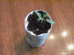 Создание емкости для рассады из бумаги