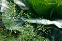 Советы для огородников