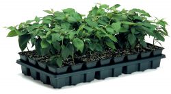 Посадка семян перца на рассаду7