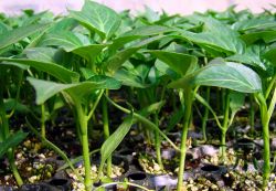 Растим идеальную рассаду перца1