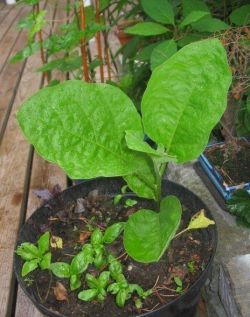 5 Самых распространенных проблем с рассадой баклажанов и пути их решения