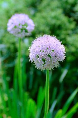 Многолетние луки