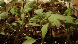 Создание емкости для рассады из бумаги7