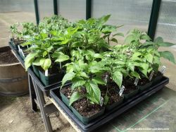 Рассада перца и баклажан