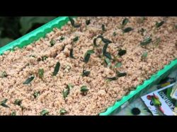 Посадка рассады огурцов в горячие опилки