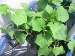 Как вырастить раннюю рассаду огурцов1