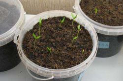 Посадка семян перца на рассаду5