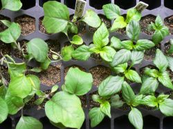 Как ускорить прорастание семян перца и баклажан2