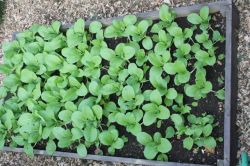 Рассада баклажанов2