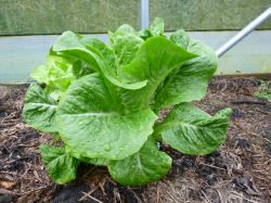 Что сеять в марте