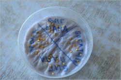 Посадка семян перца на рассаду