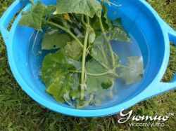 Начеренковала огурцы, спасибо автору1