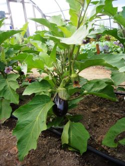 Как высадить баклажаны в открытый грунт3